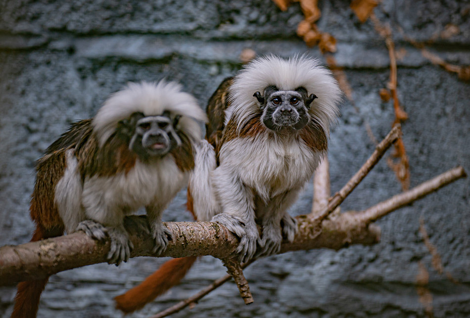 英国切斯特动物园诞生极度濒危的棉顶狨猴幼崽