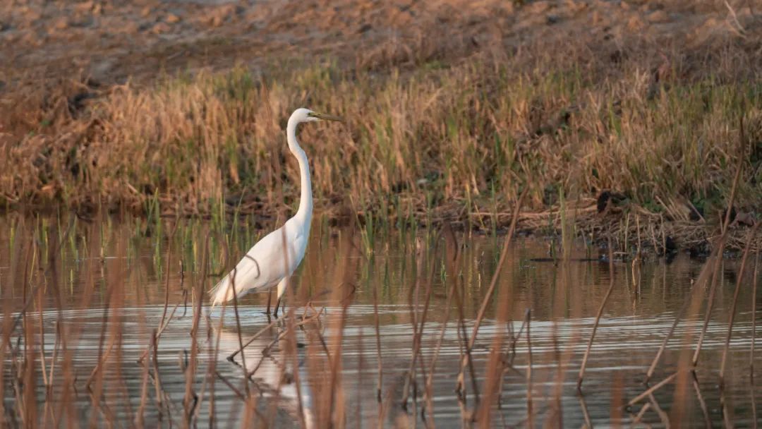 东滩湿地公园怎么玩?这条微信告诉你