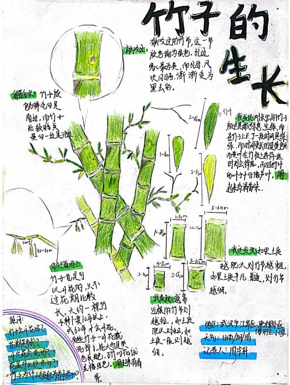小学生手绘自然笔记梅兰竹菊莲,播种清廉种子在心田