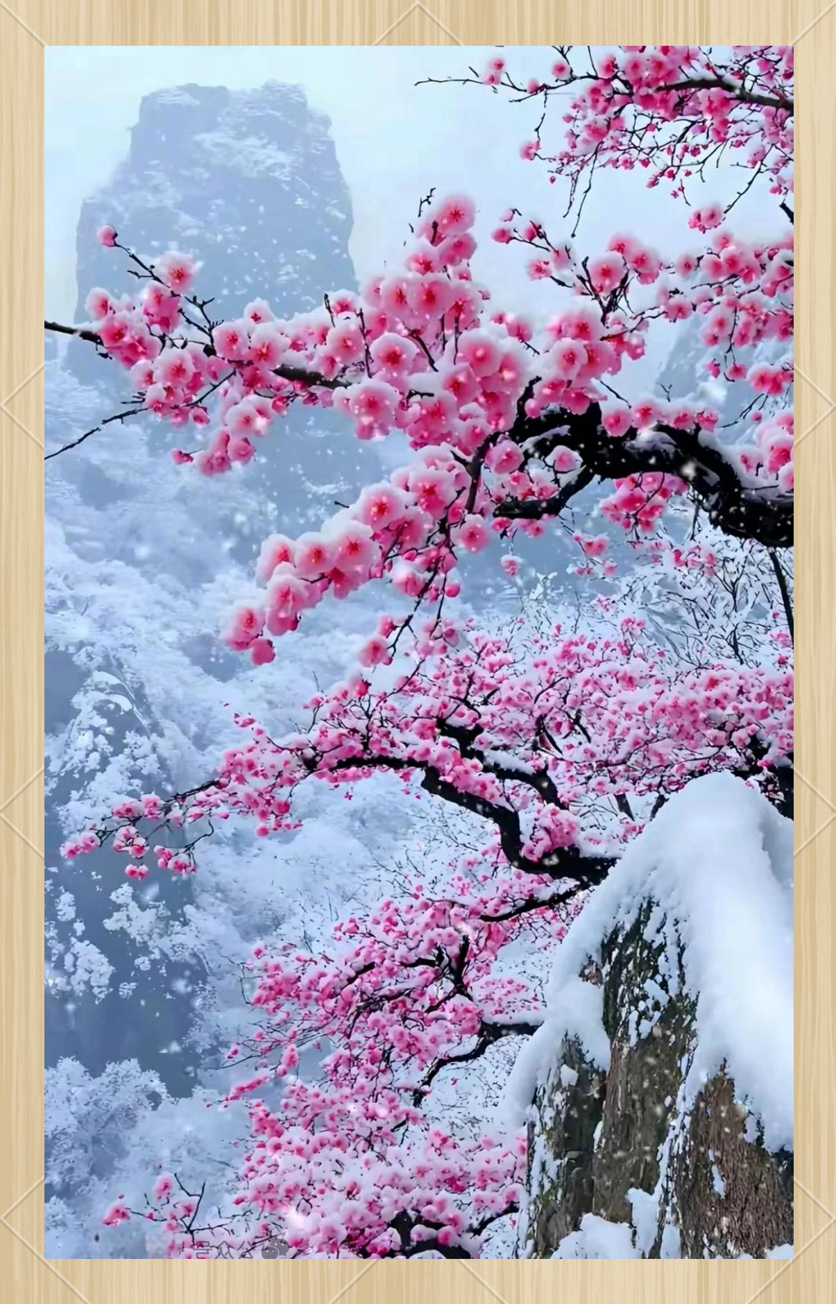 雪梅:冬日绽放的坚韧之花