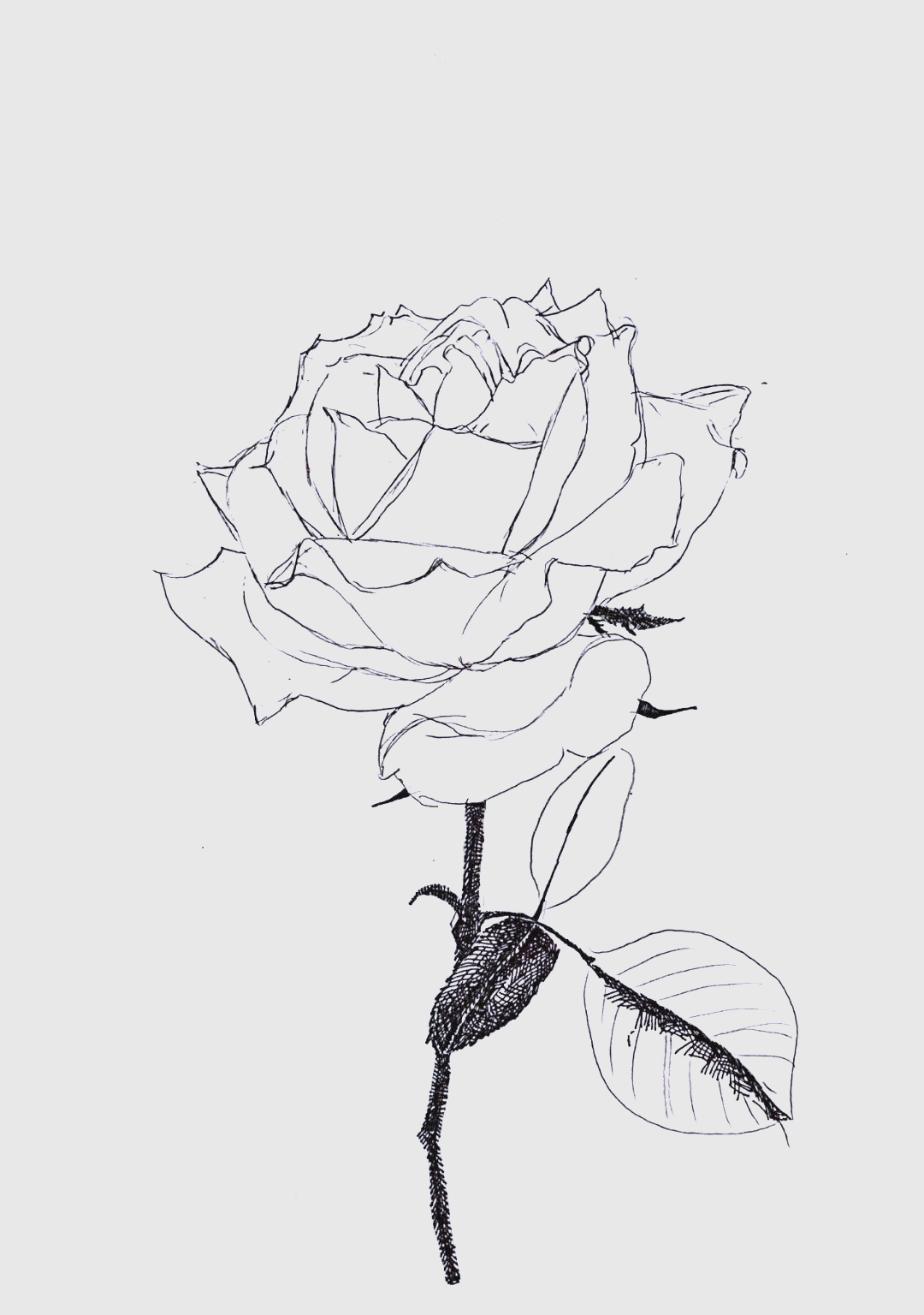 运用ef笔尖的钢笔,专注于描绘画面中最为深重的部分,包括花枝与叶子