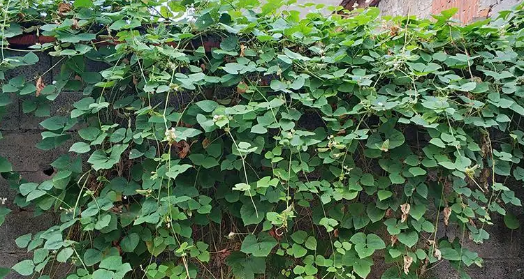 绿眉豆的种植方法和时间