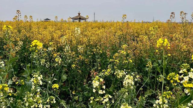 雲夢:豔麗五彩油菜花背後的秘密,你可知道?