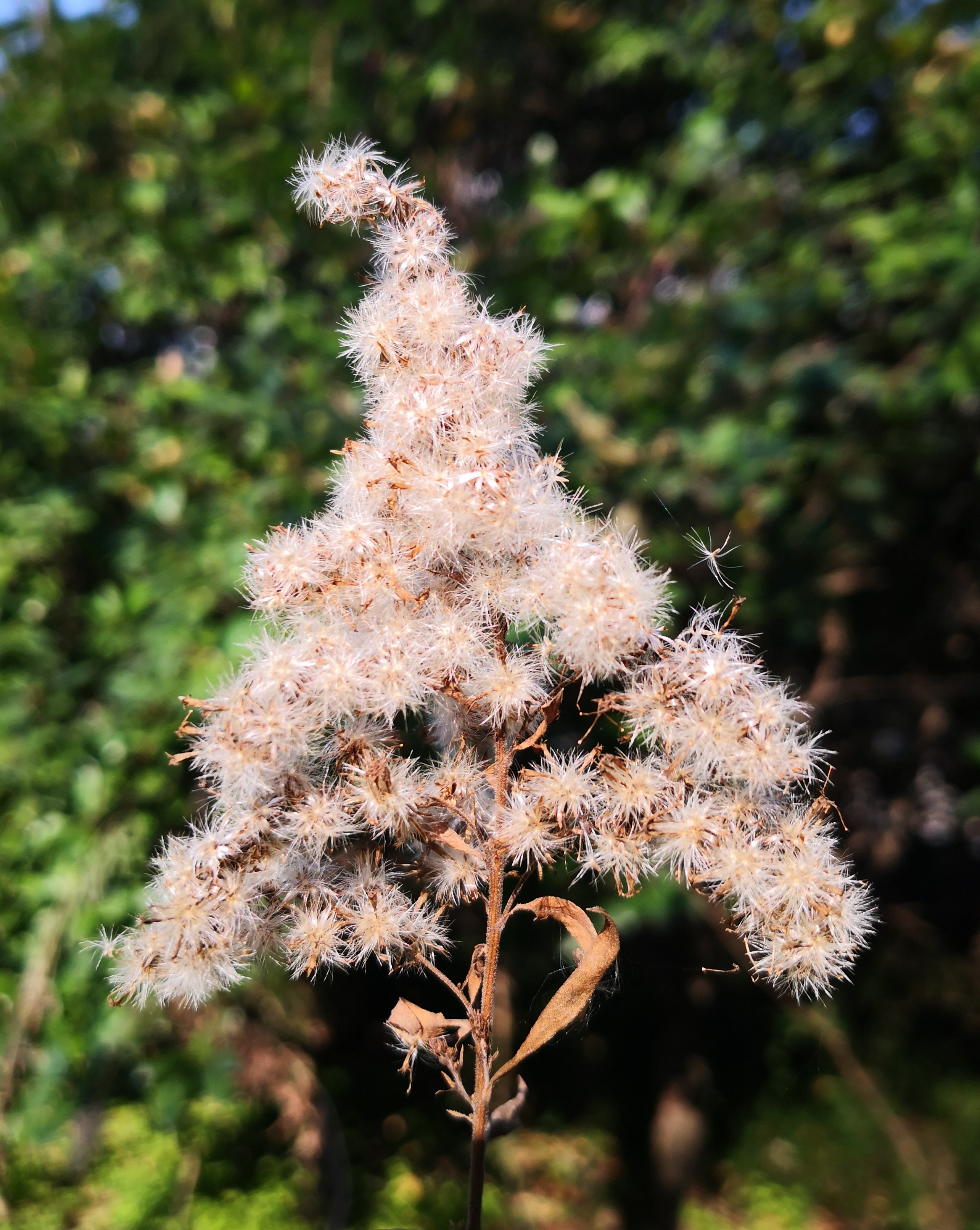 江苏镇江常见恶性菊科入侵植物