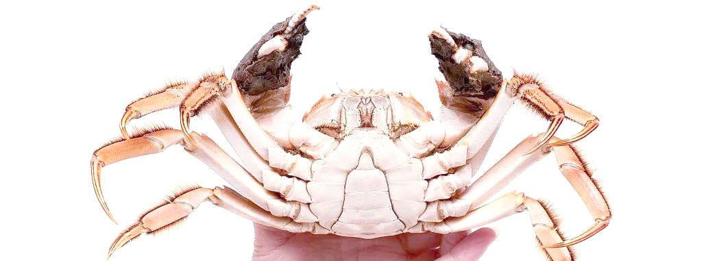 阳澄湖大闸蟹腹部颜色揭秘:砂质土壤与水草的共同作用