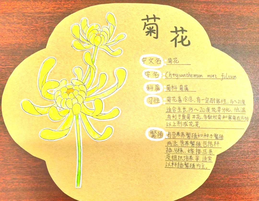 童心绘名牌:为校园植物注入绿色生态新活力