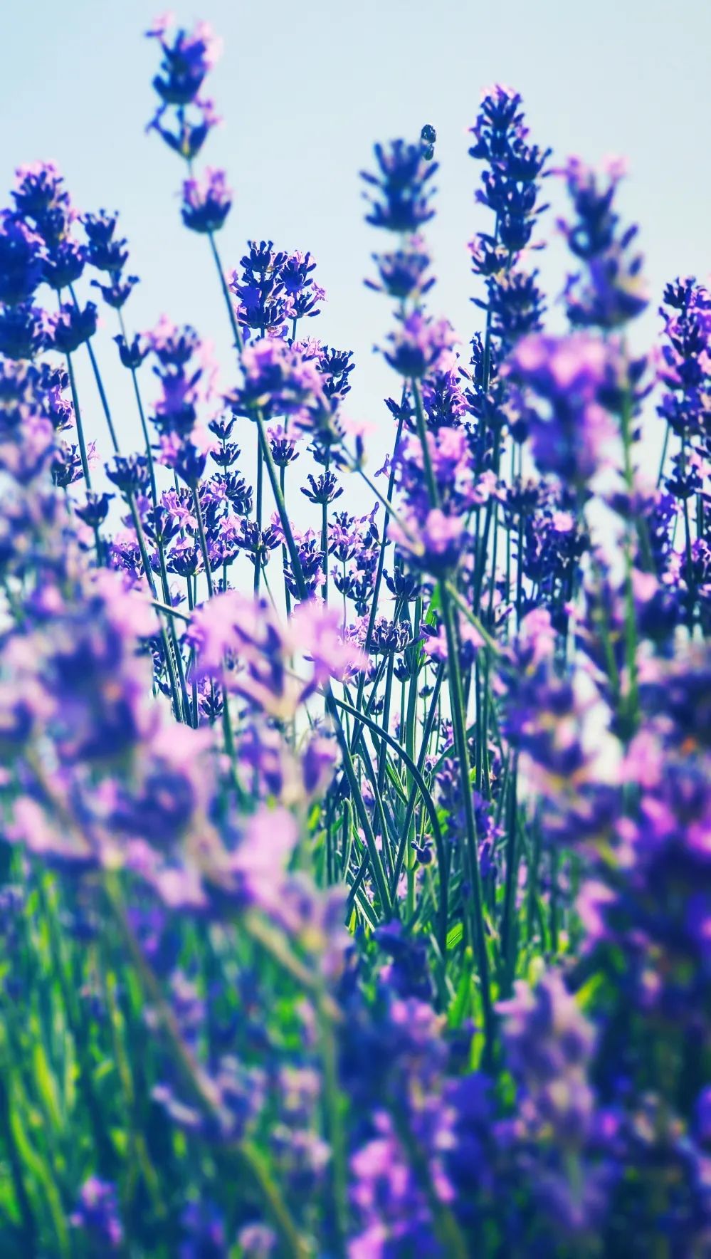 图片来源:伊犁绿河谷薰衣草紫是霍城的温柔紫色的波浪随风起伏空气中