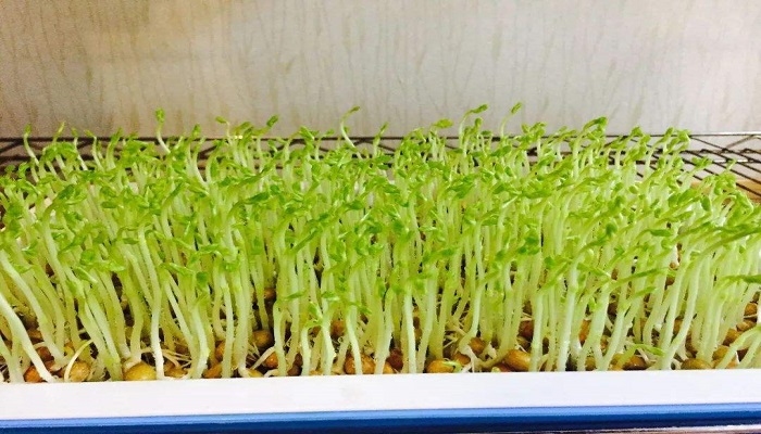 水培黄豆苗的种植方法
