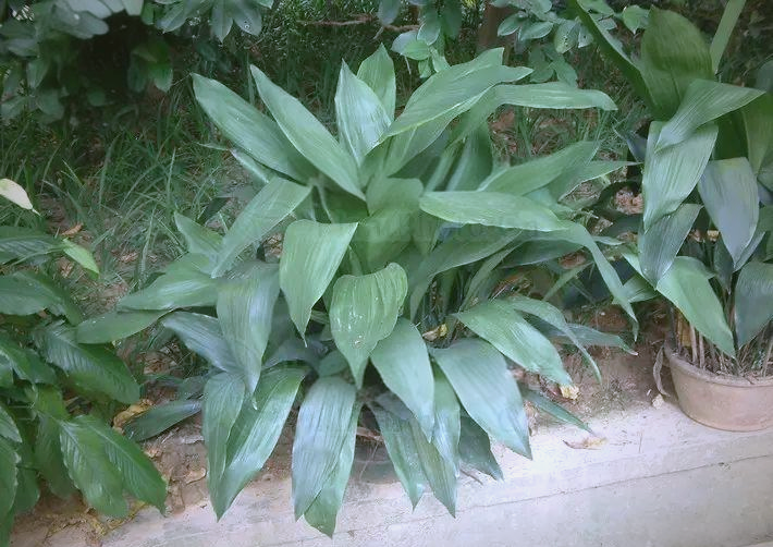 蜘蛛抱蛋:从名字到植物的奇妙旅程