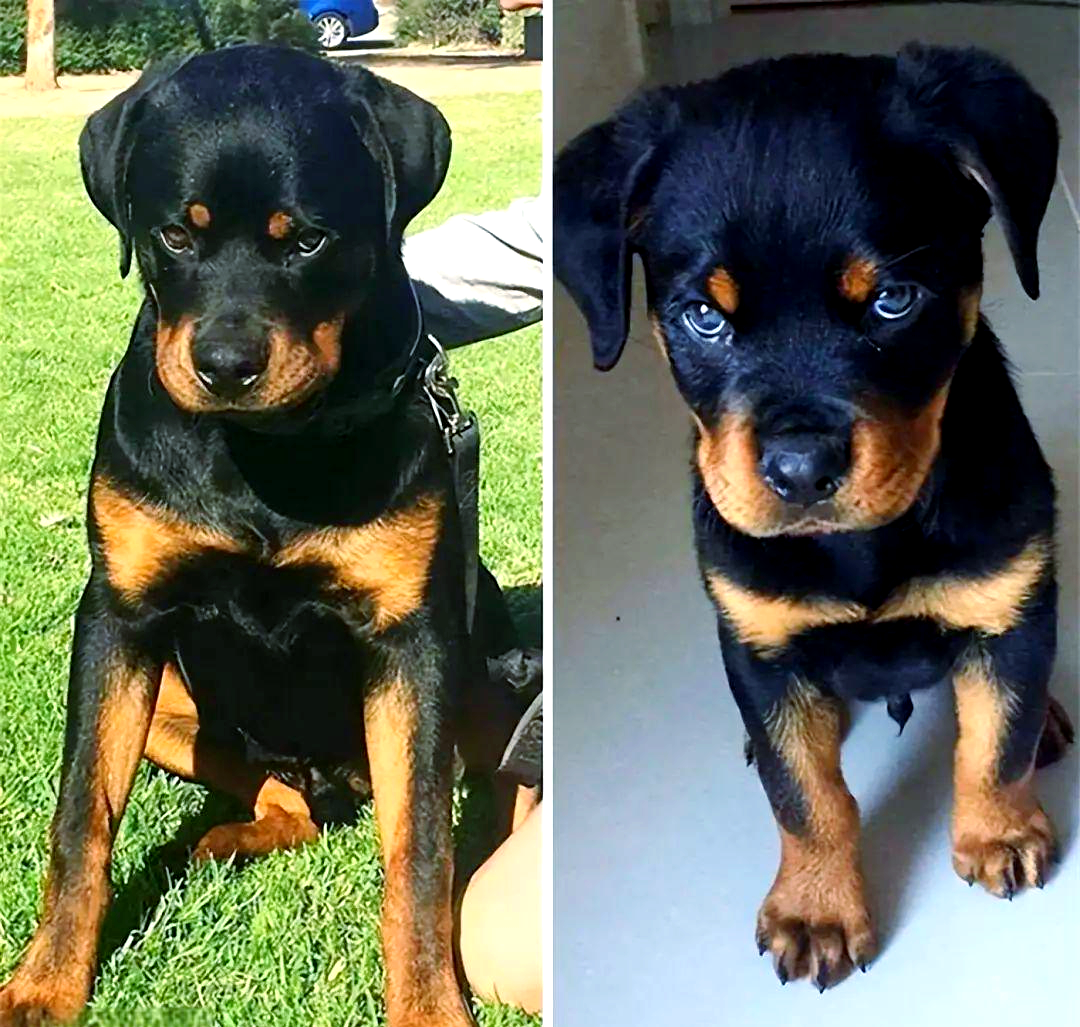 狗狗成长前后对比:众多可爱的照片,见证它们的变化!