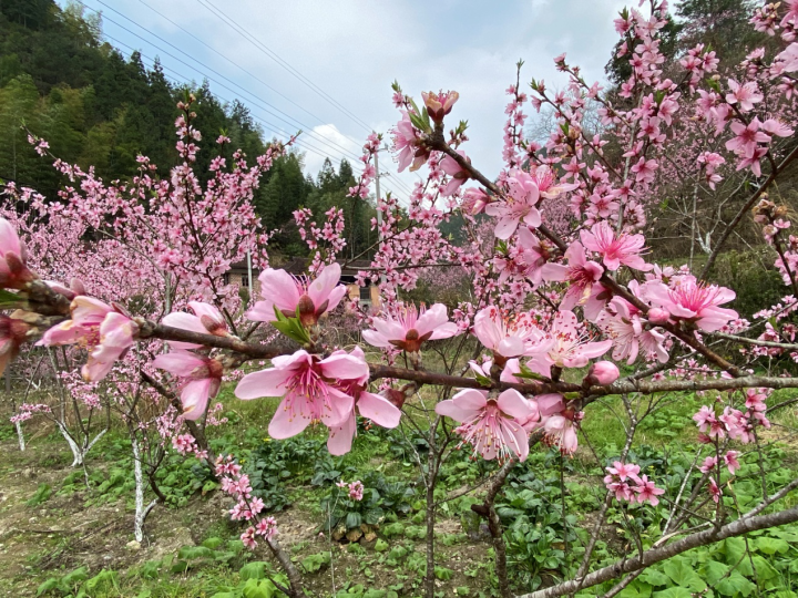 阳春三月 来龙泉的桃花谷看桃花吧