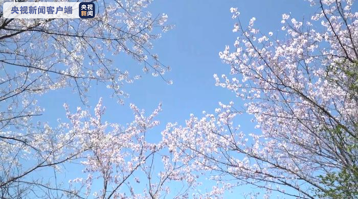 江西修水:三万亩野生樱花山间绽放 灿若云霞