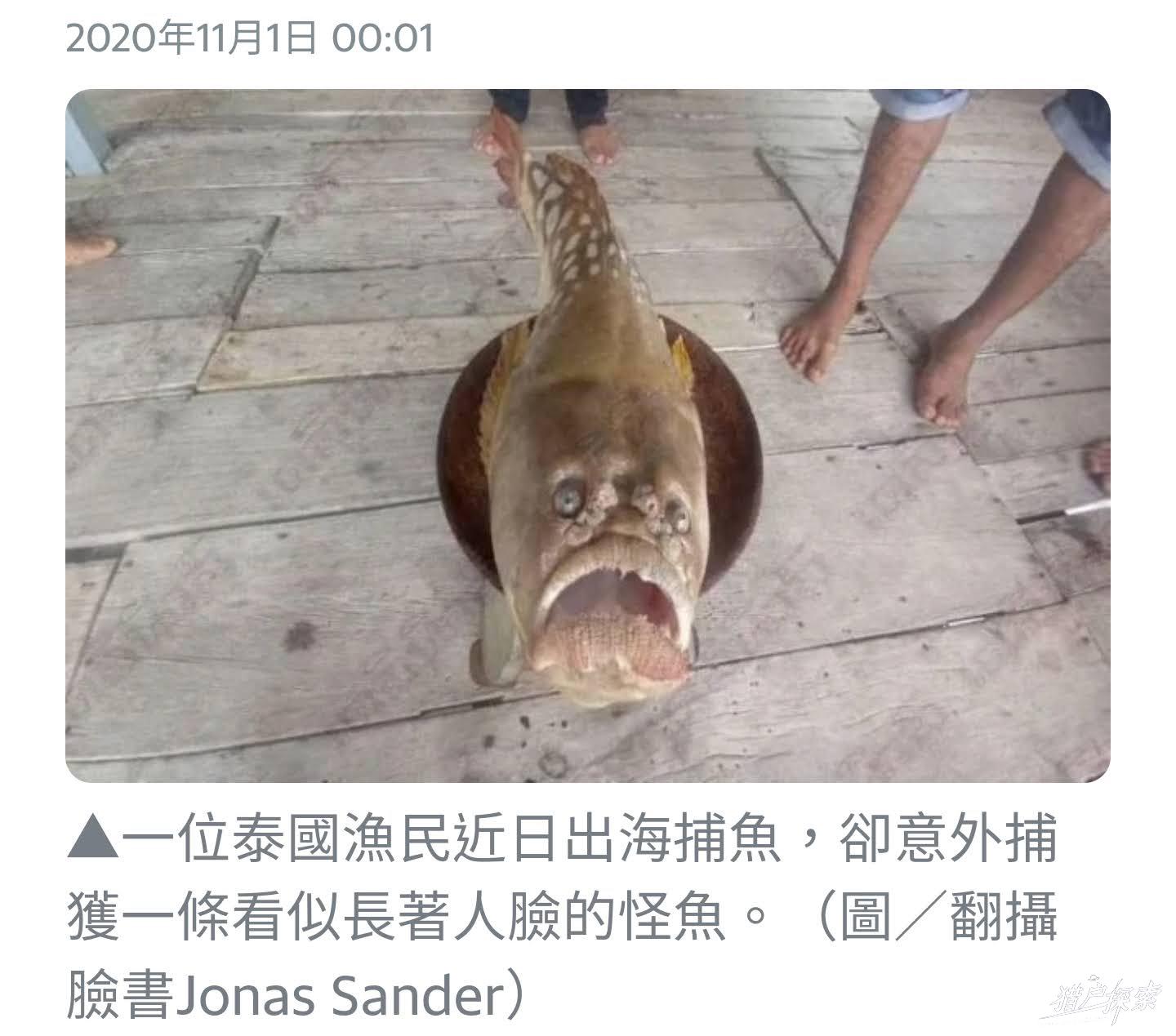 地球未知,罕见的人脸鱼
