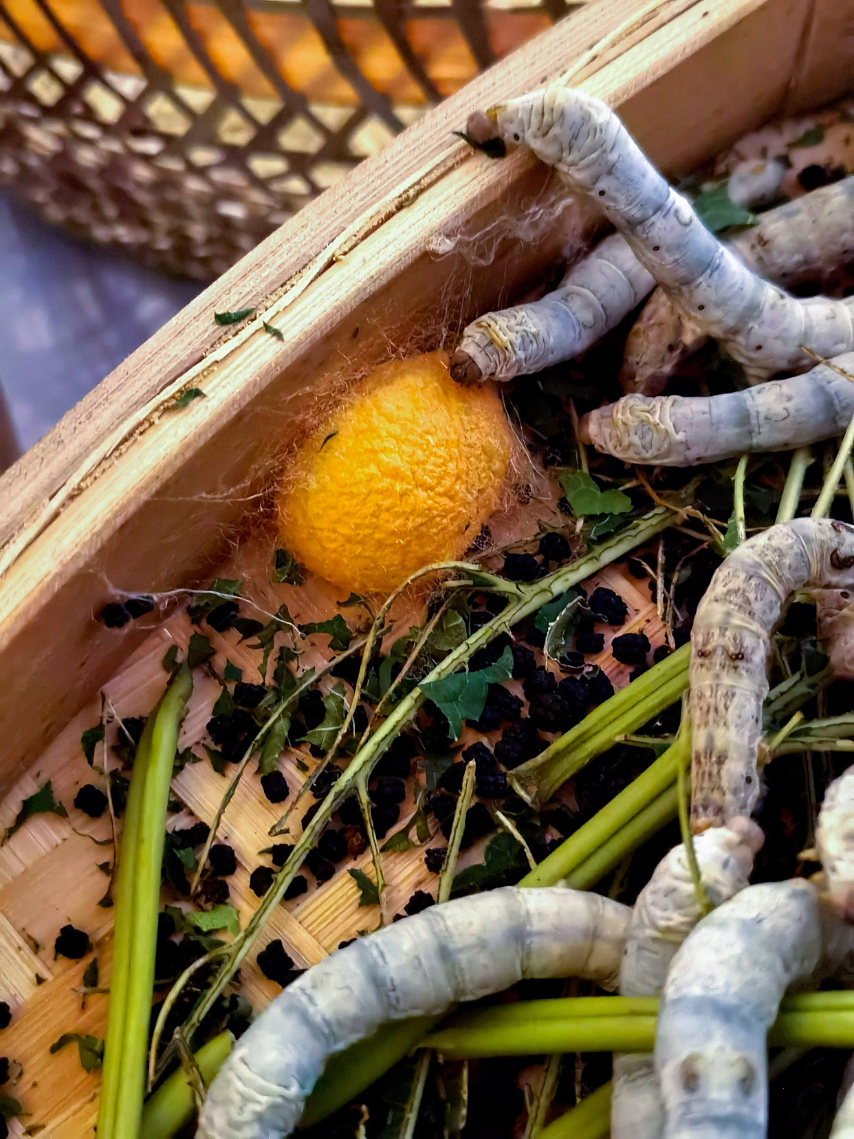 镜画浙江|春蚕吐金丝 蚕桑之乡迎丰收