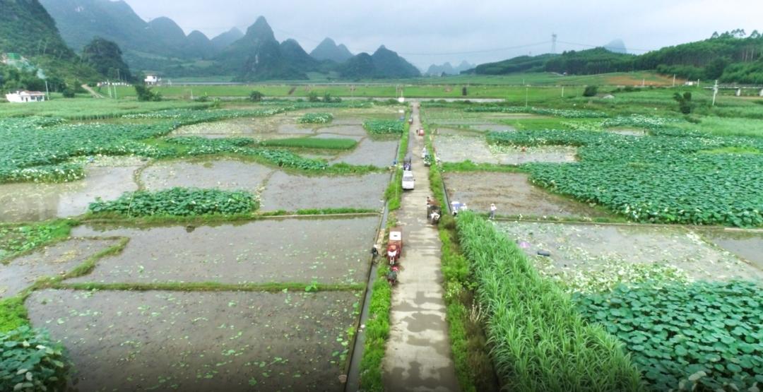 【跟着广播看乡村】柳城:凤山镇二塘村民演绎新时代"爱莲说"
