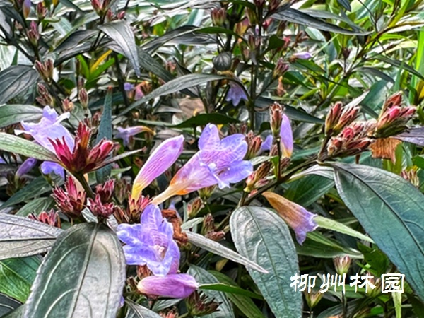 「鱼峰公园」花境好材料——紫叶马蓝"喜雅"