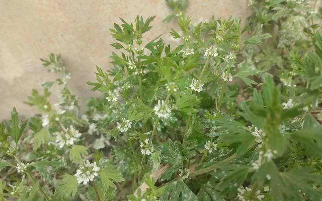 紫花益母草好还是白花益母草好?