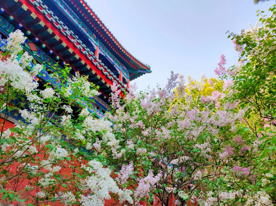 北京推出132处公园赏花片区邀您感受京城春色