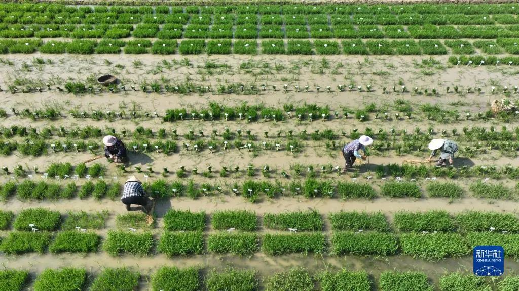 庞德良:坚持走中国特色粮食安全道路 筑牢大国粮食安全根基