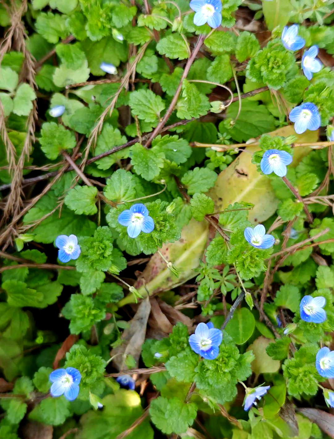 蓝色小野花盛开