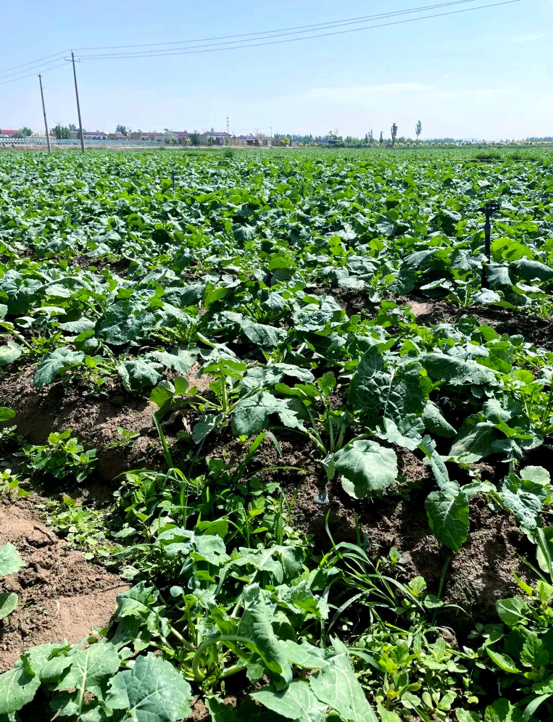 "菘油1号"板蓝根青菜:村民增收新希望