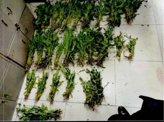 「提醒」种一棵也违法!