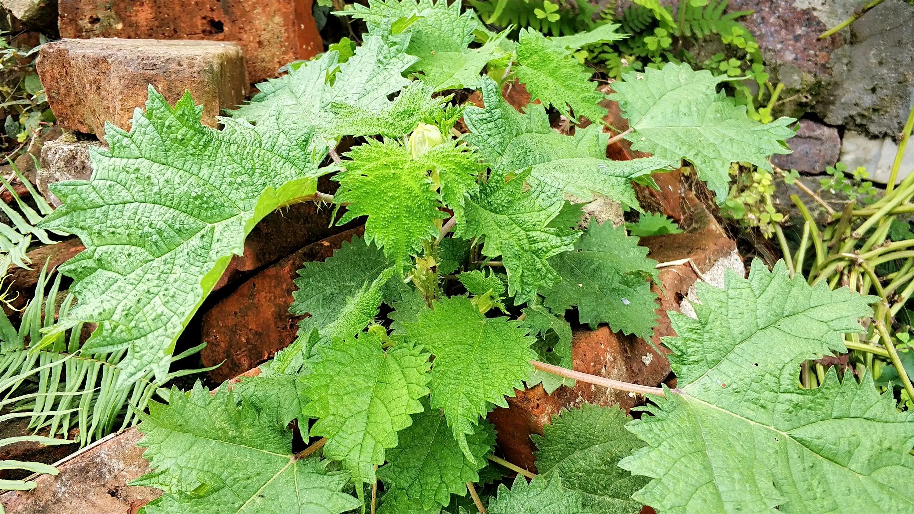 贵州山区这10种野菜,一般人不太敢吃