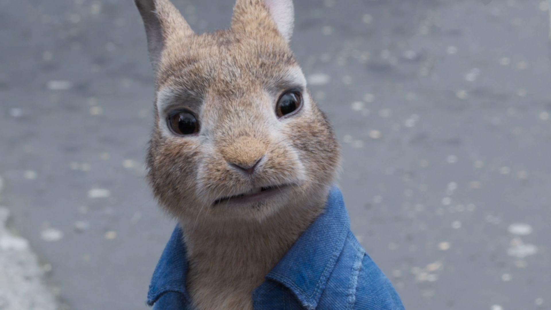 人兔战争持续150年,澳大利亚完败,100亿只兔子真吃不完啊