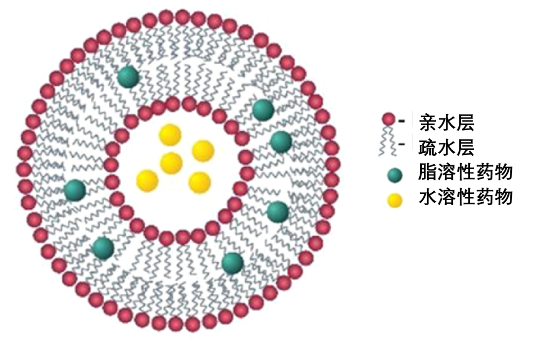 脂質體載藥系統基本結構