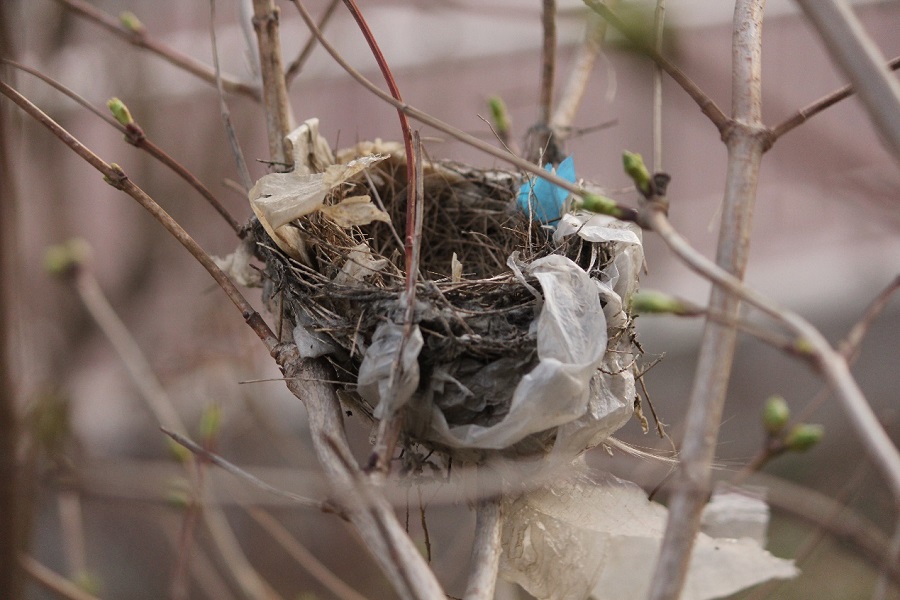 无处不在的塑料污染正在侵袭鸟类的家园 | 观自然