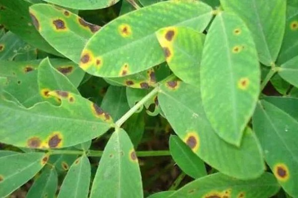 植物常见病害图片及名称20种