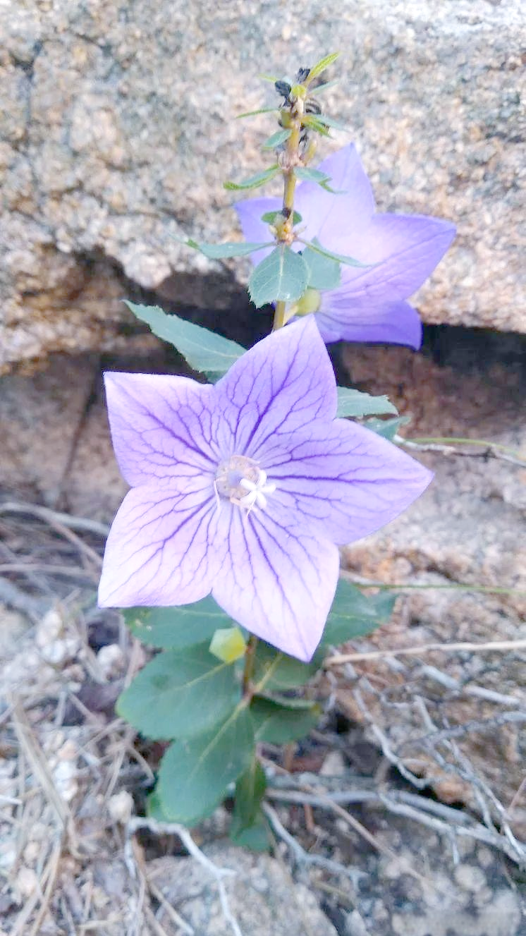 桔梗:生命力顽强的多彩花卉与药材之选