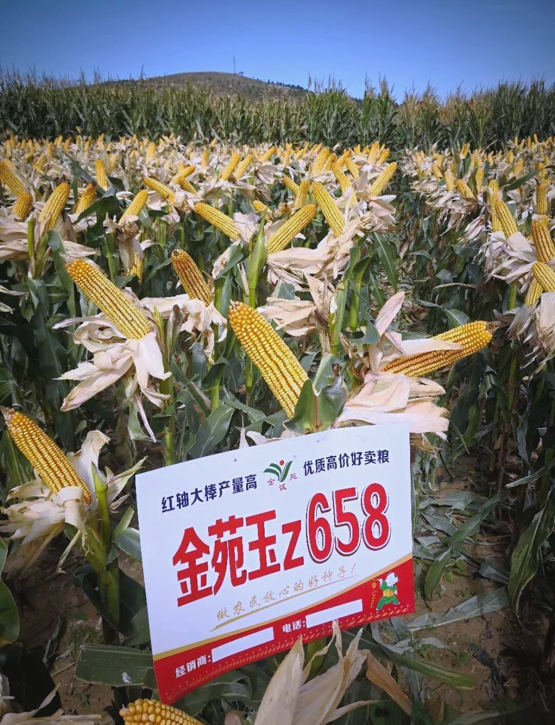 金苑玉z658:多地适宜种植的高产玉米新品种