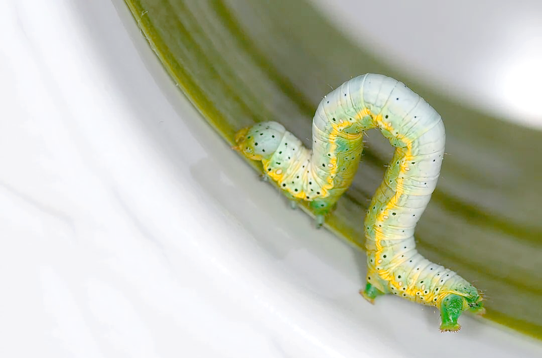 尺蠖:全球12000种昆虫中的生态掠食者