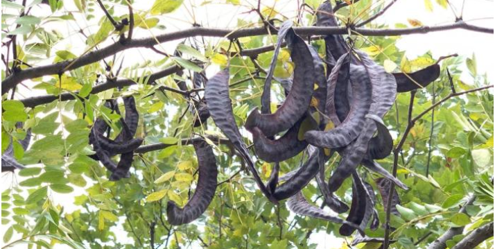 被称为"平民燕窝"的雪莲子竟然是皂角?除了做洗衣粉,还能吃!