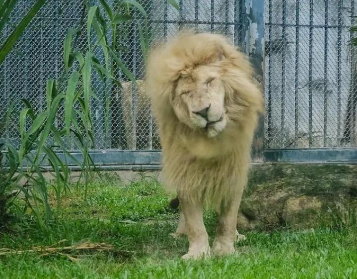 齐刘海的狮子很呆萌,卷发的狮子也不错