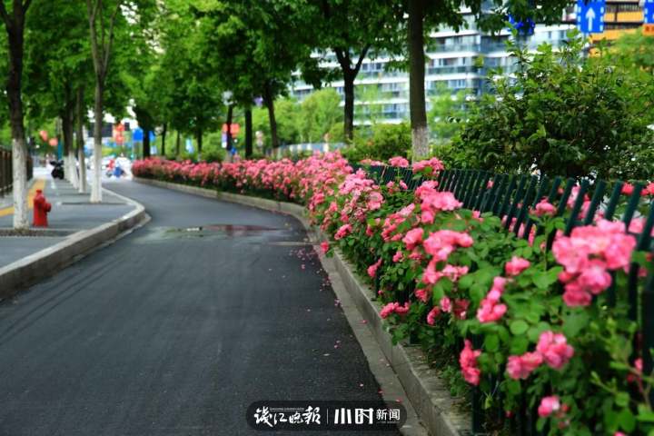 如画拱墅——行走在花季道路上