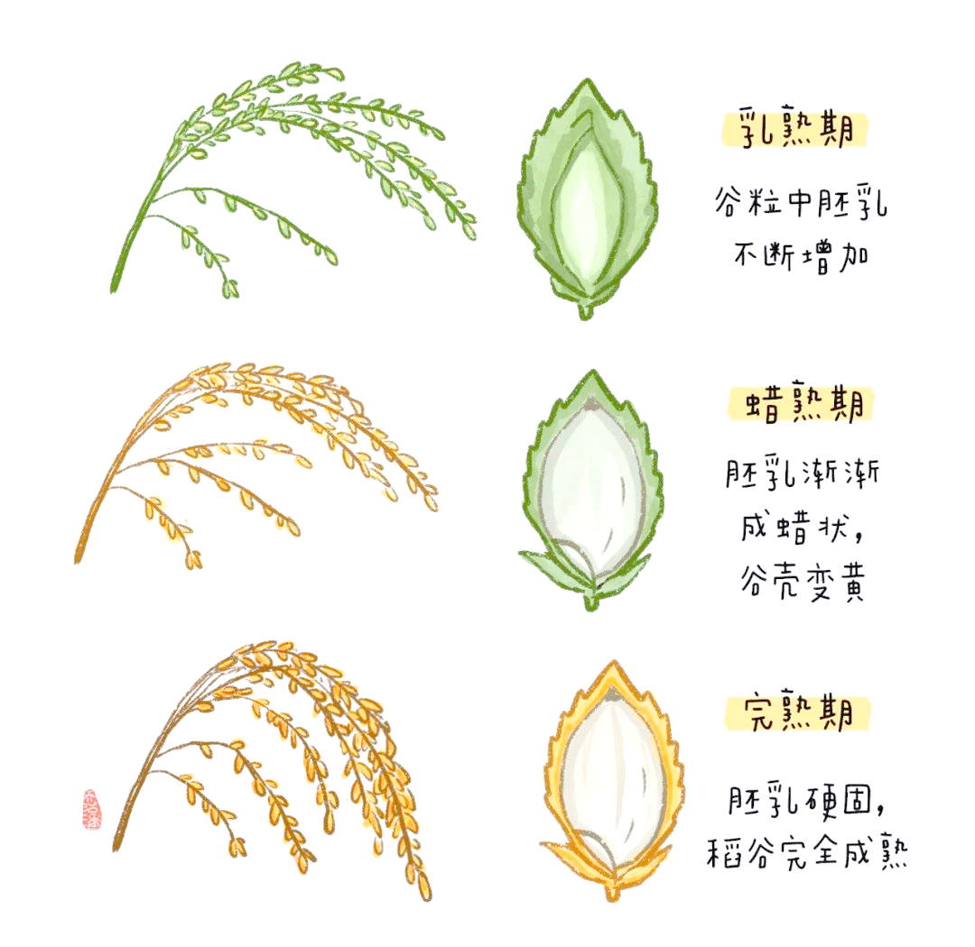 「世界粮食日特辑」探索水稻生长的奇妙旅程