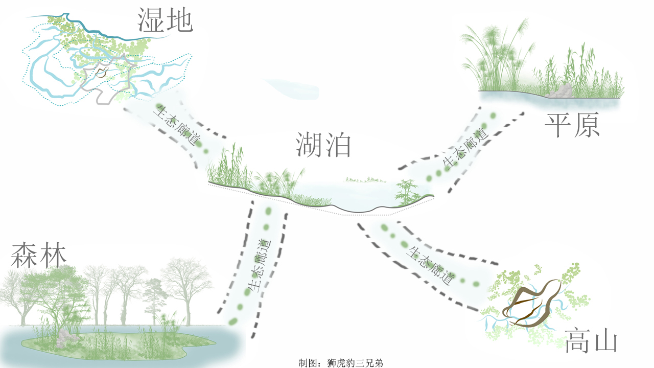 广东深圳发现"石虎",常在水边游荡,喜欢偷鸡吃,看见人来就跑