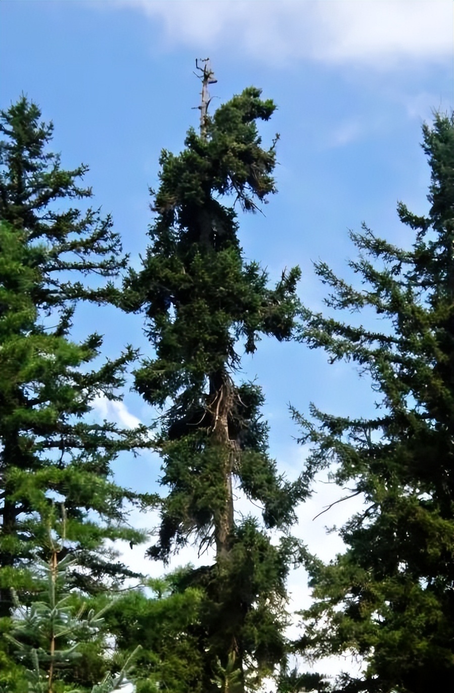 【光影漳县】贵清山三绝之奇松