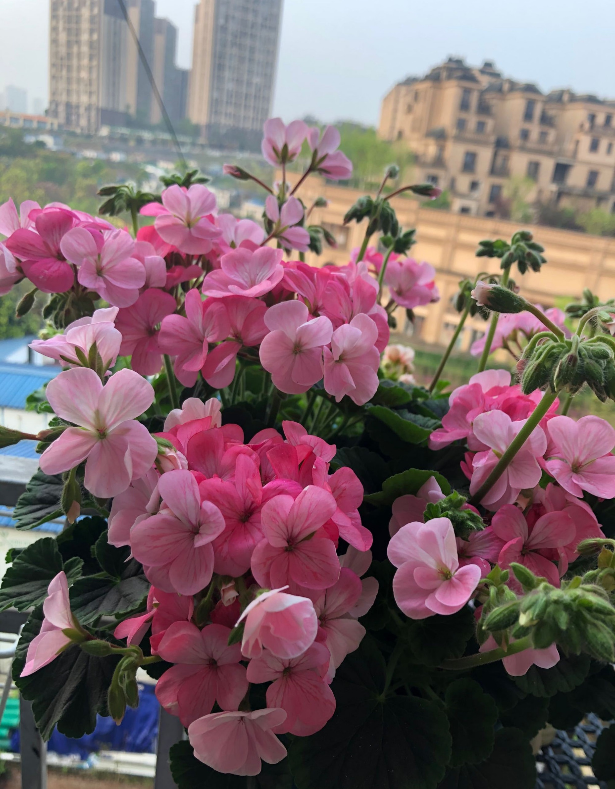 适合新手养的天竺葵—苹果花,颜值高,皮实好养,四季都有花赏