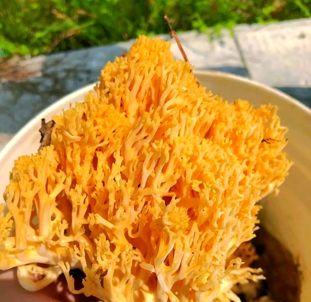 扫把菌与珊瑚菌:美味还是毒物?食用需慎重