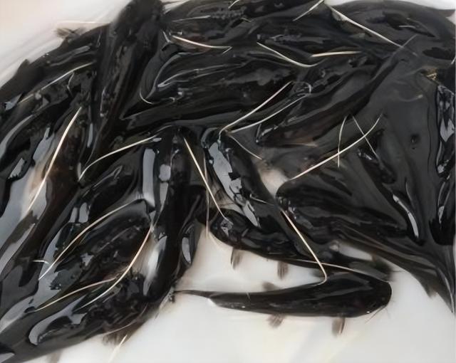 丝尾鳠的人工养殖技术有哪些?