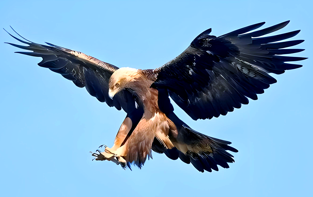 金雕狩猎技巧大揭秘:高空中的生死较量与智慧勇气的较量