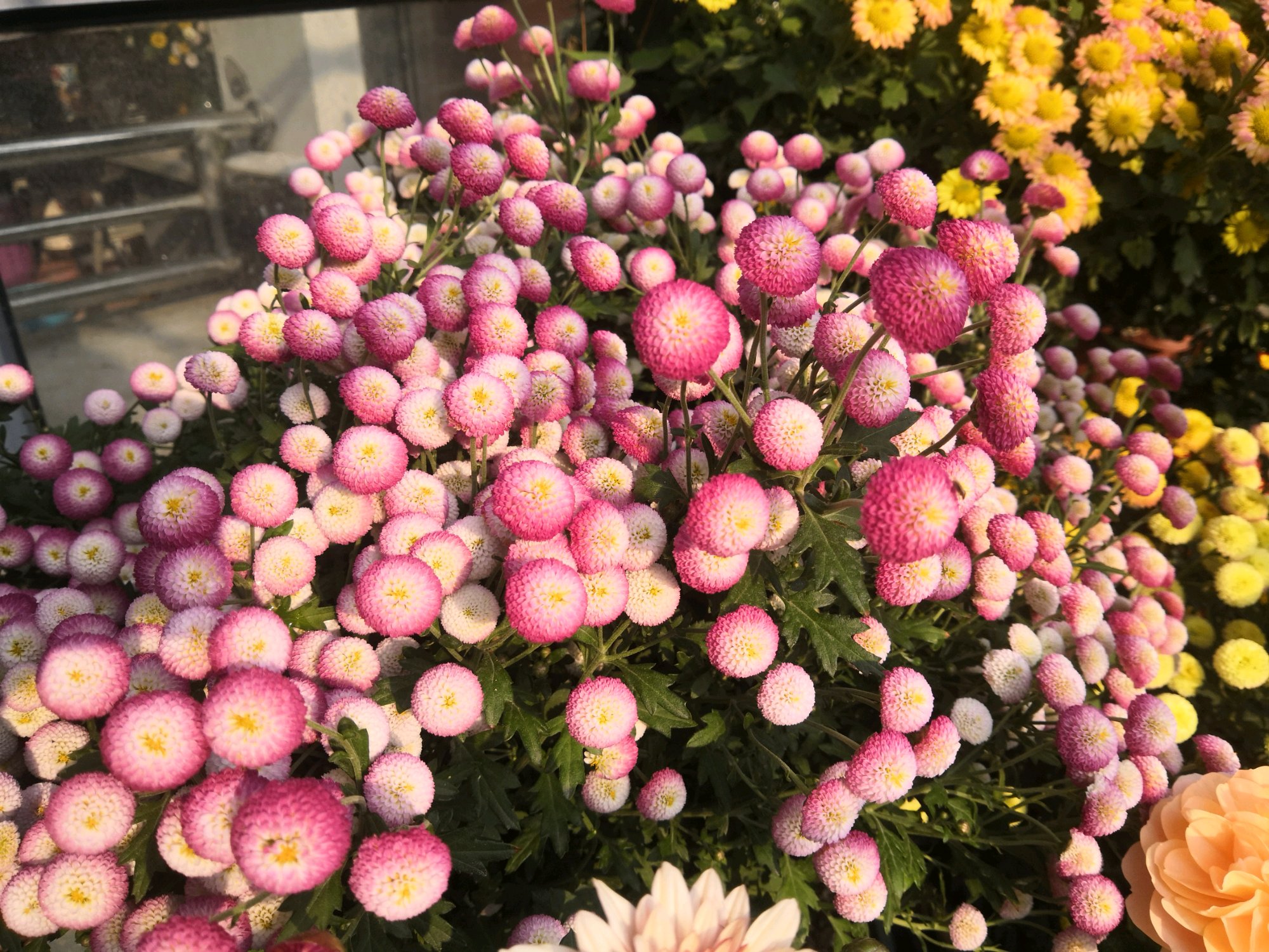 立秋过后,适合养"纽扣菊",打理简单,花朵又萌又美,花期也长