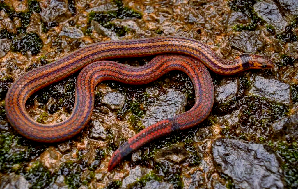 探索蛇类世界:两头蛇属的奥秘与多样性