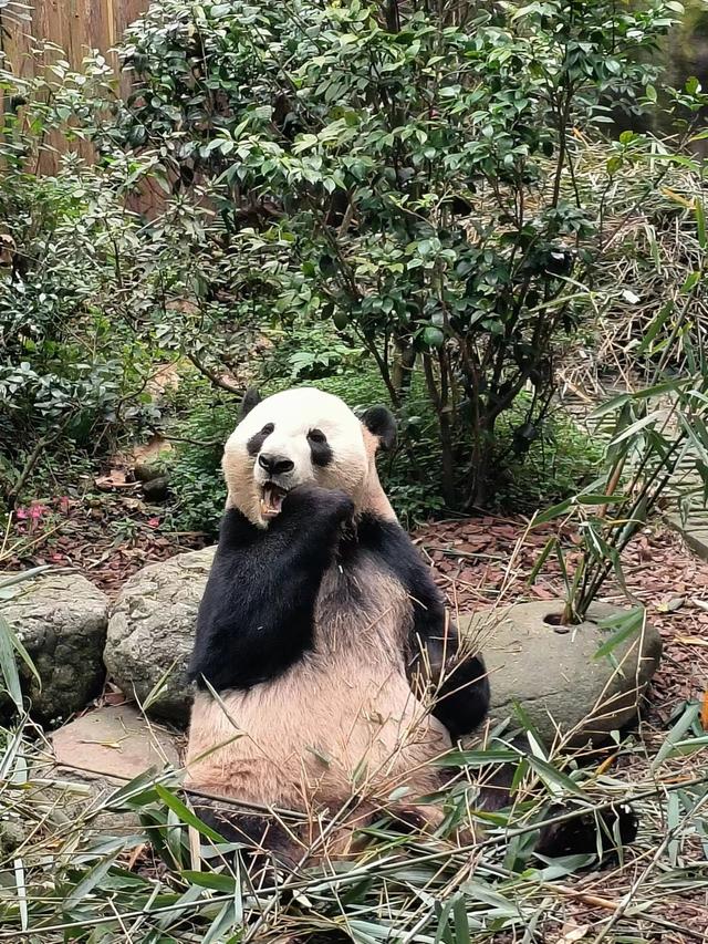 青城山动物名单图片