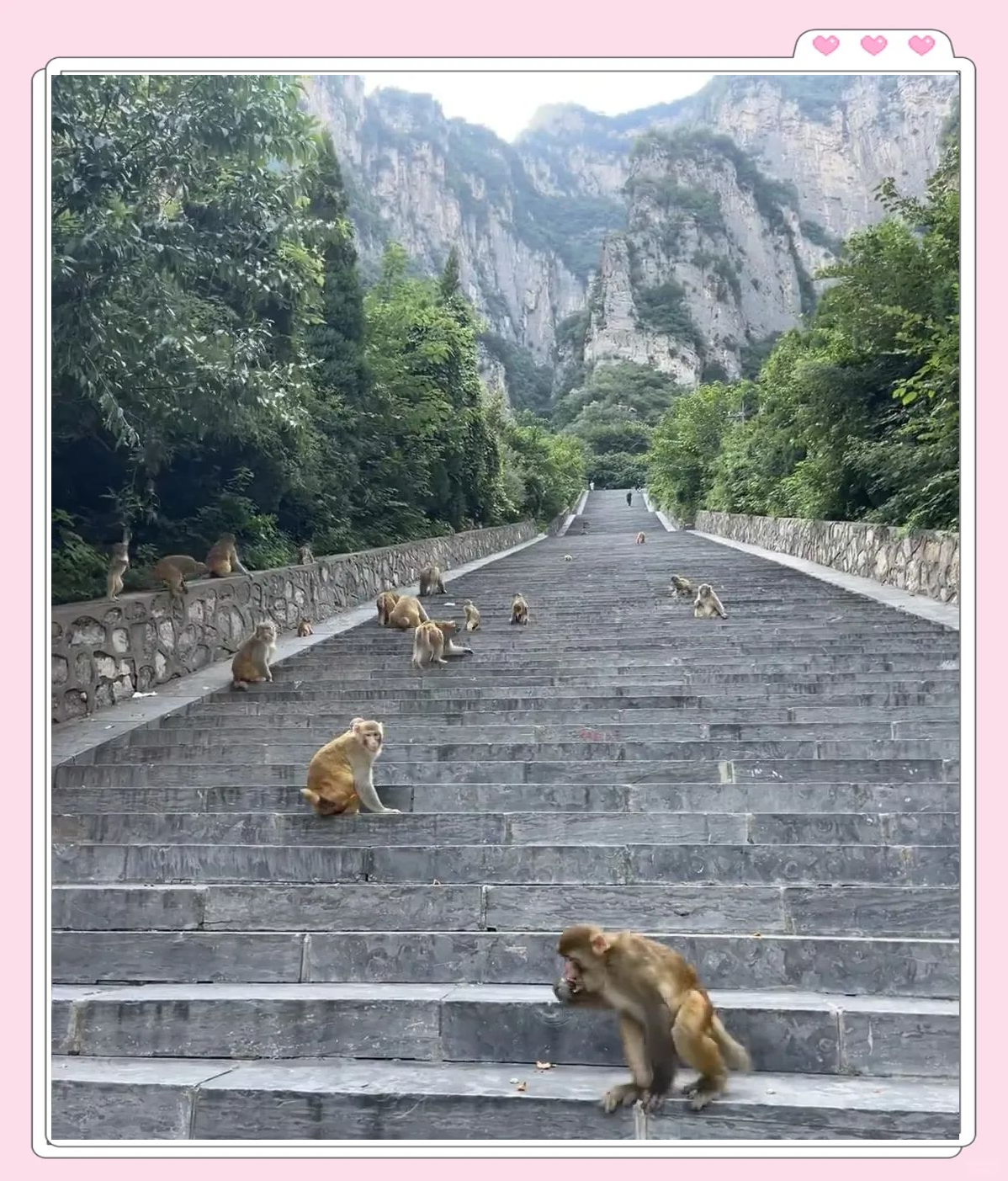 济源五龙口:探访野生猕猴的乐园,领略山水间的猴趣