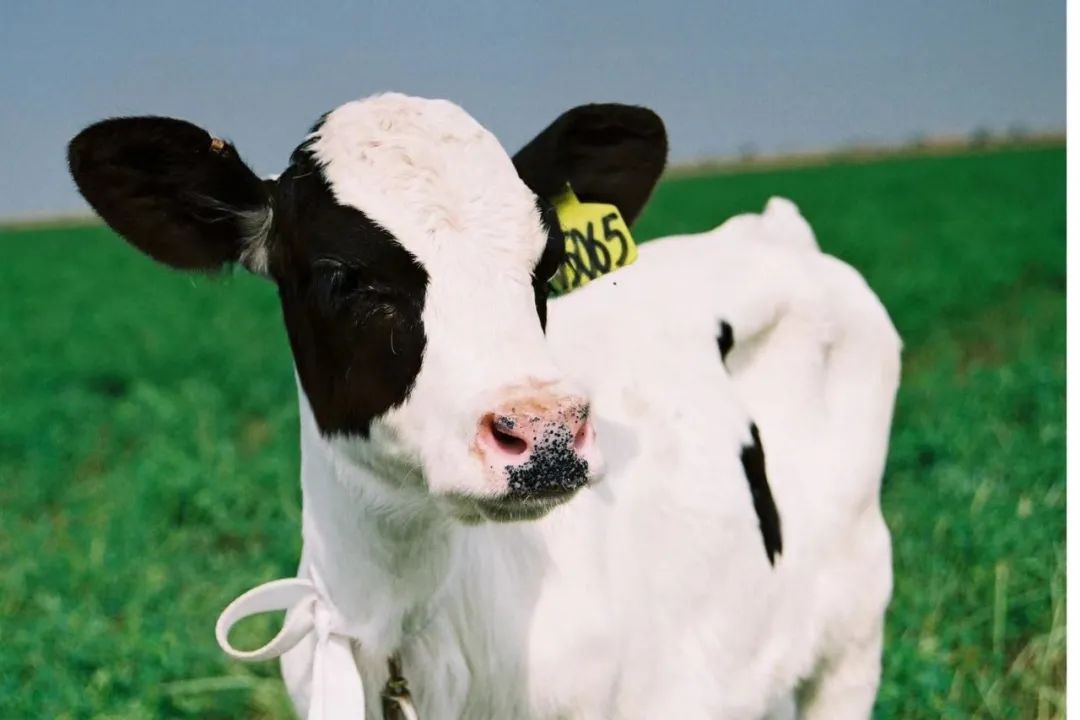 还是得先从耳朵说起|阿鱼仔讲单词12:earmark