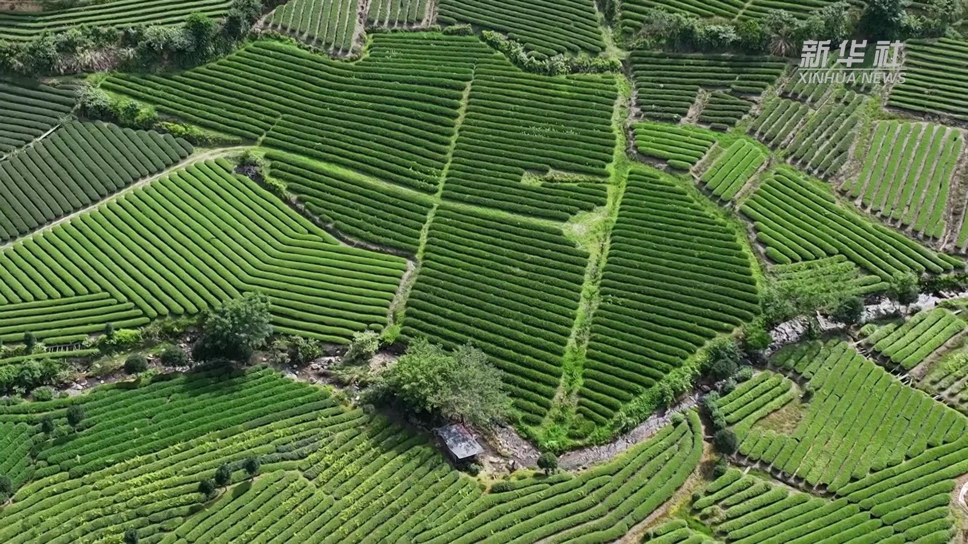 福建建阳:茶园认养 助农兴农